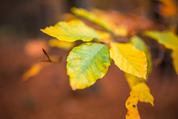 Close up image of orange autumn leaves at soft golden light in forrest.