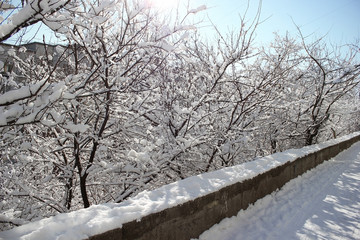 Trees in the snow. Winter forest. Christmas snowy background. 