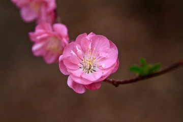 Obraz premium Cherry Tree Peach Blossom flowering peach pink flowers close up