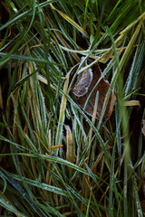 frozen grass texture on the ground in early winter