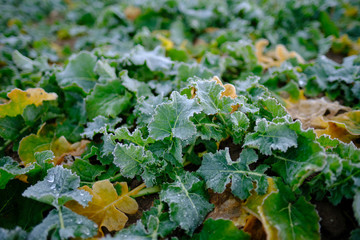 Winter rapeseed leaves in poor condition december