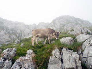 Cow grazing in Picos de Europe, Asturias. Spain. Wilderness area. Foggy weather