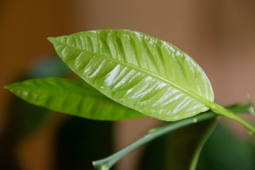  Lemon. The leaves of a lemon tree.