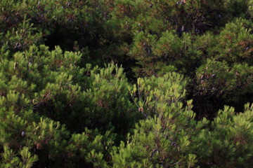 Grafischer Lärchenwald