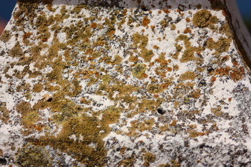 Moos auf altem Stein