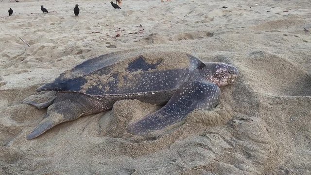 Giant Leatherback Sea Turtle nesting on the beach In Trinidad