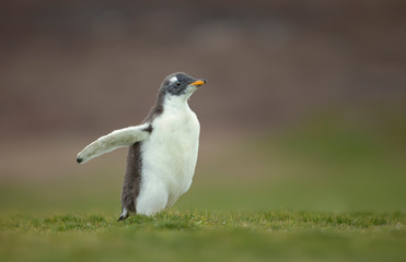 Close up of a cute Gentoo penguin chick