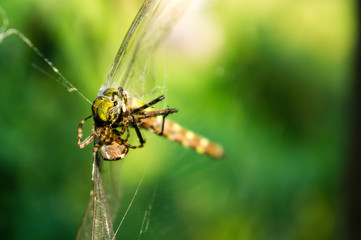 Dragonfly in a spiders web