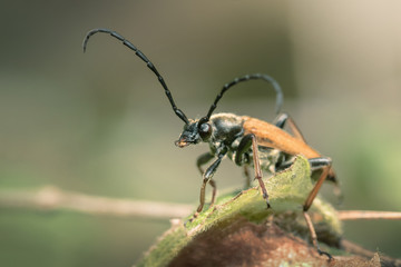 Beetle barbel sitting on a leaf