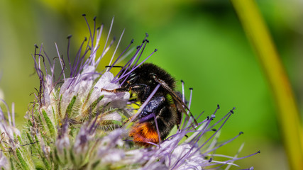 Bee searching for food in a flower