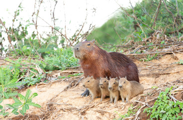 Naklejka na ściany i meble Capybara mother with four pups sitting on a river bank