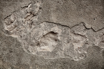 Beautiful vintage background. Abstract grunge decorative stucco wall texture.