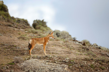Naklejka na ściany i meble Rare and endangered Ethiopian wolf in the highlands
