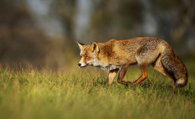 Close up of a red fox standing in grass