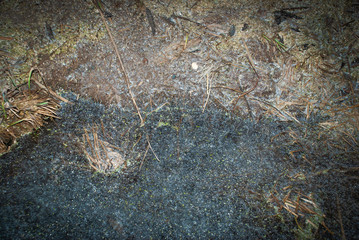 The leaves on the ice. Shore with dry grass.Texture. Nature