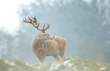 Close-up of a red deer stag in winter