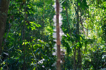 Obraz premium Blurred branch in the jungle