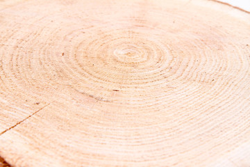 Fototapeta na wymiar Slice of fresh oak wood on a white background 