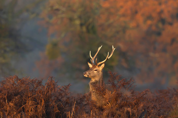 Close-up of red deer stag in the morning mist