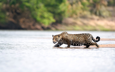 Close up of a Jaguar stalking prey in water © giedriius