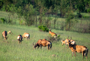 Naklejka na ściany i meble Red Hartebeest herd on the African plains.