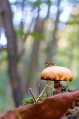 Flying insect on top of beautiful mushroom