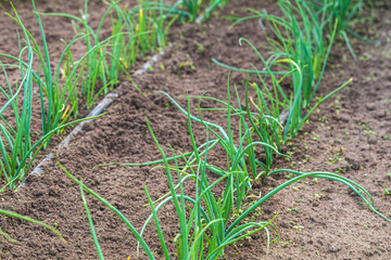 Cultivation of onions in the garden with drip irrigation. The bed of onions ordinary bulb. Leaves and spicy vegetable crops of onions.