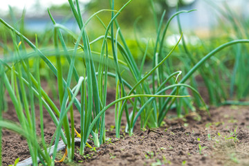 Cultivation of onions in the garden with drip irrigation. The bed of onions ordinary bulb. Leaves and spicy vegetable crops of onions.