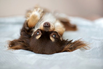 happy chihuahua dog lying upside down on the bed