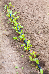 Cultivation of beet in the garden with drip irrigation. The bed of beet. Leaves vegetable crops of beet.