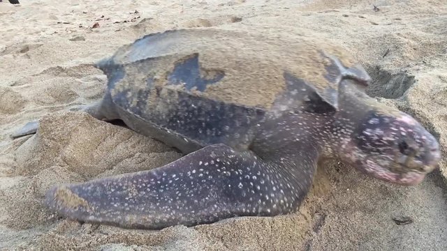 Giant Leatherback Sea Turtle nesting on the beach In Trinidad