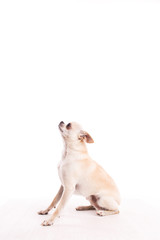 Fototapeta premium White chihuahua dog on a white background. Stylish photo. White background.