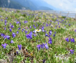 white floer in a field of blue flowers