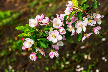Branch of apple trees with pink flowers on blurred dark background_
