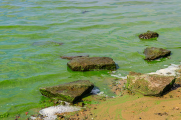 Blooming green water. Green algae polluted river