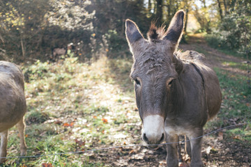 Naklejka na ściany i meble Cute and quiet grey donkey portrait on a rural countryside autumn landscape