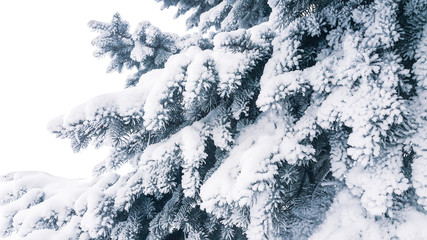 The branches of the blue spruce, powdered with white snow.