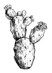 Hand drawn vector graphic illustration. Flowering cactus. Botanical sketches isolated on white. Engraving style sign picture. Vintage monochrome decorative element for design, tattoo, prints, cards.