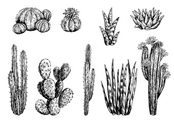 Hand drawn vector illustration. Collection of different varieties of cacti. Set of desert plants. Vintage botanical sketches isolated on white Decorative monochrome elements for design, typography etc - obrazy, fototapety, plakaty