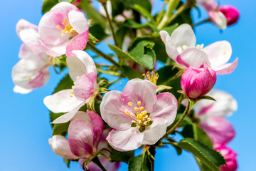 Fototapeta na wymiar Apple branch with pink flowers close up on light blue sky background_