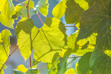 Green grape leaves on the branch with sunset time in the garden