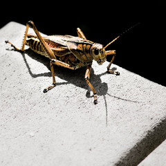 Grasshoper