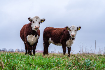 Curious Hereford cows in the meadows near Amsterdam