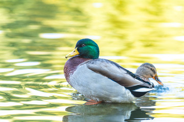 Ducks swimming in the city park lake. Beautiful sunny autumn day. Close up, shallow depths of the field