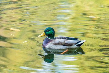 Fototapeta premium Ducks swimming in the city park lake. Beautiful sunny autumn day. Close up, shallow depths of the field