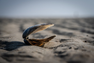 Open shell on a sandy beach