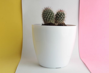 cactus in white plastic pot