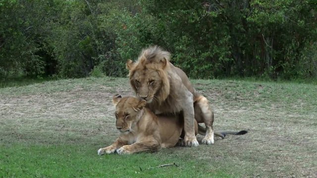 LIONS