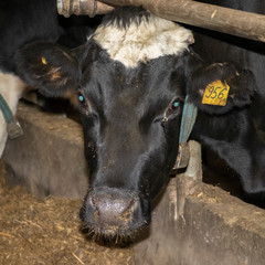 loose keeping of cattle. Cow farm. Untethered cattle