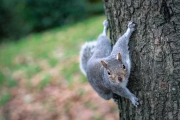 Tuinposter eekhoorn op een boom © Ratko D.